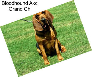 Bloodhound Akc Grand Ch