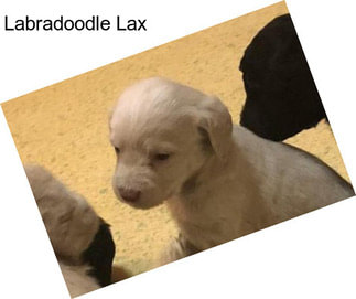 Labradoodle Lax