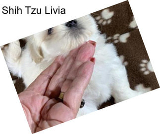 Shih Tzu Livia