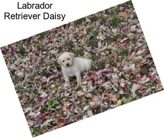 Labrador Retriever Daisy