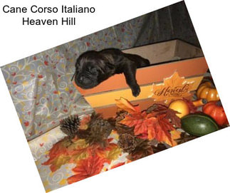 Cane Corso Italiano Heaven Hill