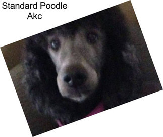 Standard Poodle Akc