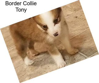 Border Collie Tony