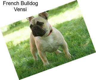 French Bulldog Vensi