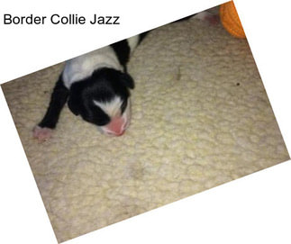Border Collie Jazz