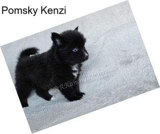 Pomsky Kenzi