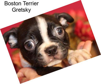 Boston Terrier Gretsky