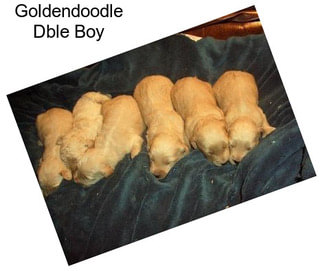 Goldendoodle Dble Boy