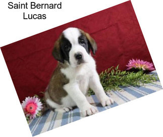 Saint Bernard Lucas