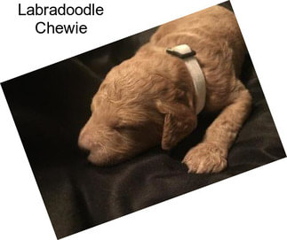 Labradoodle Chewie