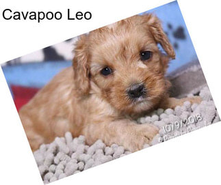 Cavapoo Leo