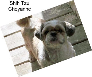 Shih Tzu Cheyanne