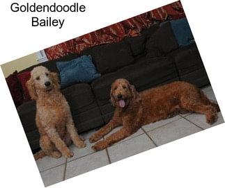 Goldendoodle Bailey