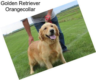 Golden Retriever Orangecollar