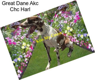 Great Dane Akc Chc Harl