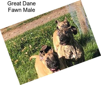 Great Dane Fawn Male