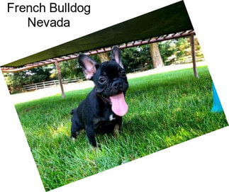 French Bulldog Nevada