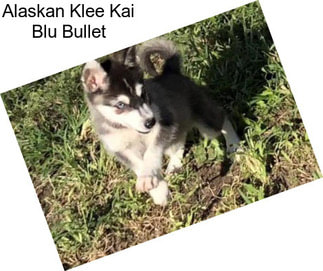 Alaskan Klee Kai Blu Bullet