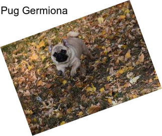 Pug Germiona