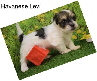 Havanese Levi