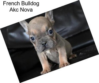 French Bulldog Akc Nova