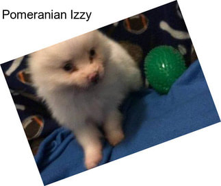 Pomeranian Izzy