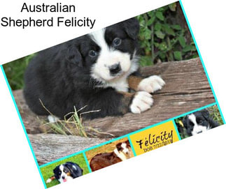 Australian Shepherd Felicity