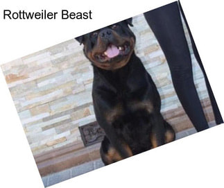 Rottweiler Beast