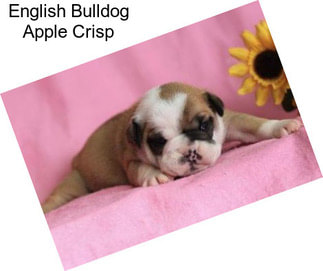 English Bulldog Apple Crisp
