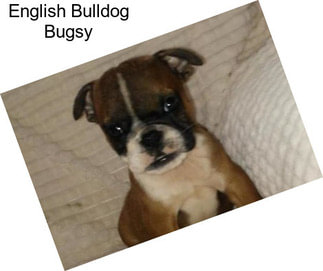 English Bulldog Bugsy