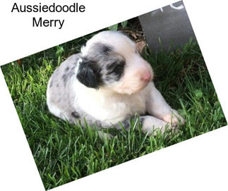 Aussiedoodle Merry