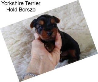 Yorkshire Terrier Hold Borszo