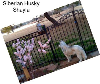 Siberian Husky Shayla