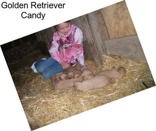 Golden Retriever Candy