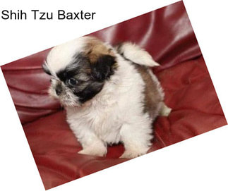 Shih Tzu Baxter