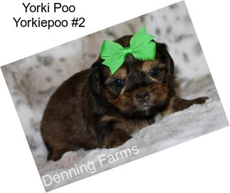 Yorki Poo Yorkiepoo #2