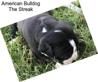 American Bulldog The Streak