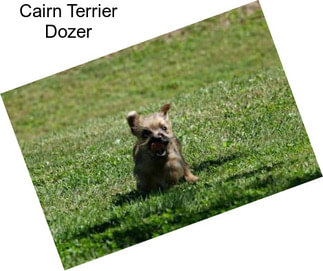 Cairn Terrier Dozer