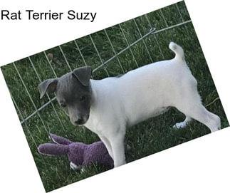 Rat Terrier Suzy