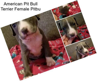 American Pit Bull Terrier Female Pitbu