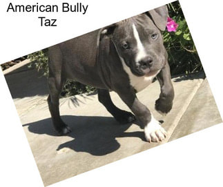 American Bully Taz