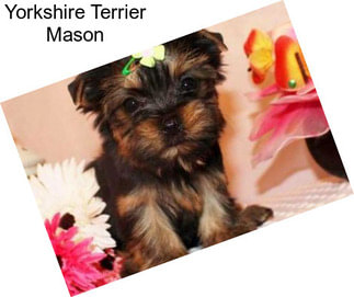 Yorkshire Terrier Mason