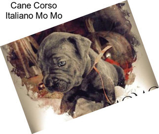 Cane Corso Italiano Mo Mo