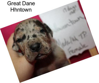 Great Dane Hhntown