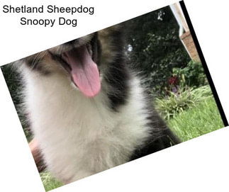 Shetland Sheepdog Snoopy Dog