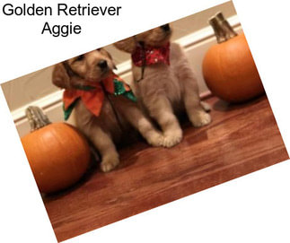 Golden Retriever Aggie