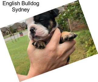 English Bulldog Sydney