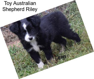 Toy Australian Shepherd Riley