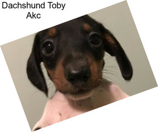 Dachshund Toby Akc