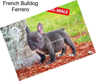 French Bulldog Ferrero